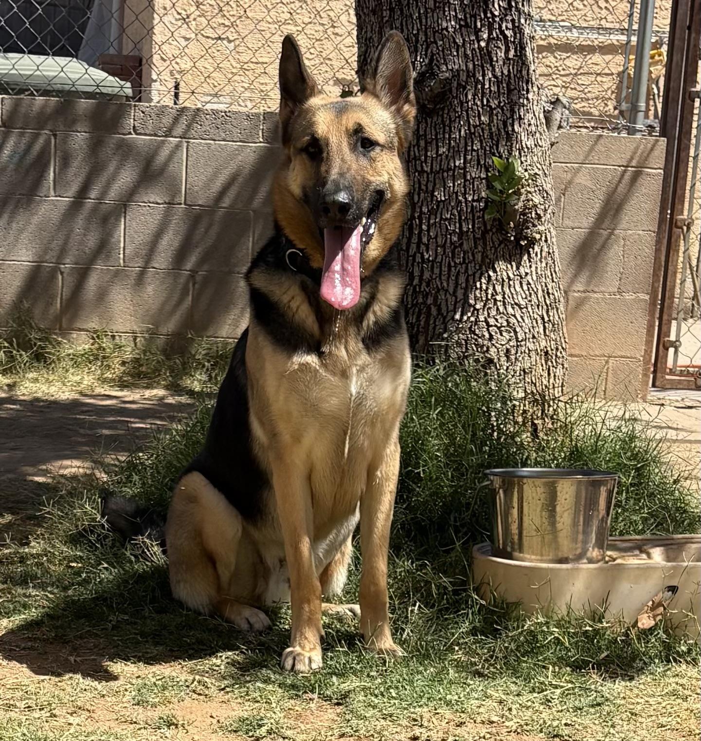 Chance, Adoptable, Young Male German Shepherd Dog.