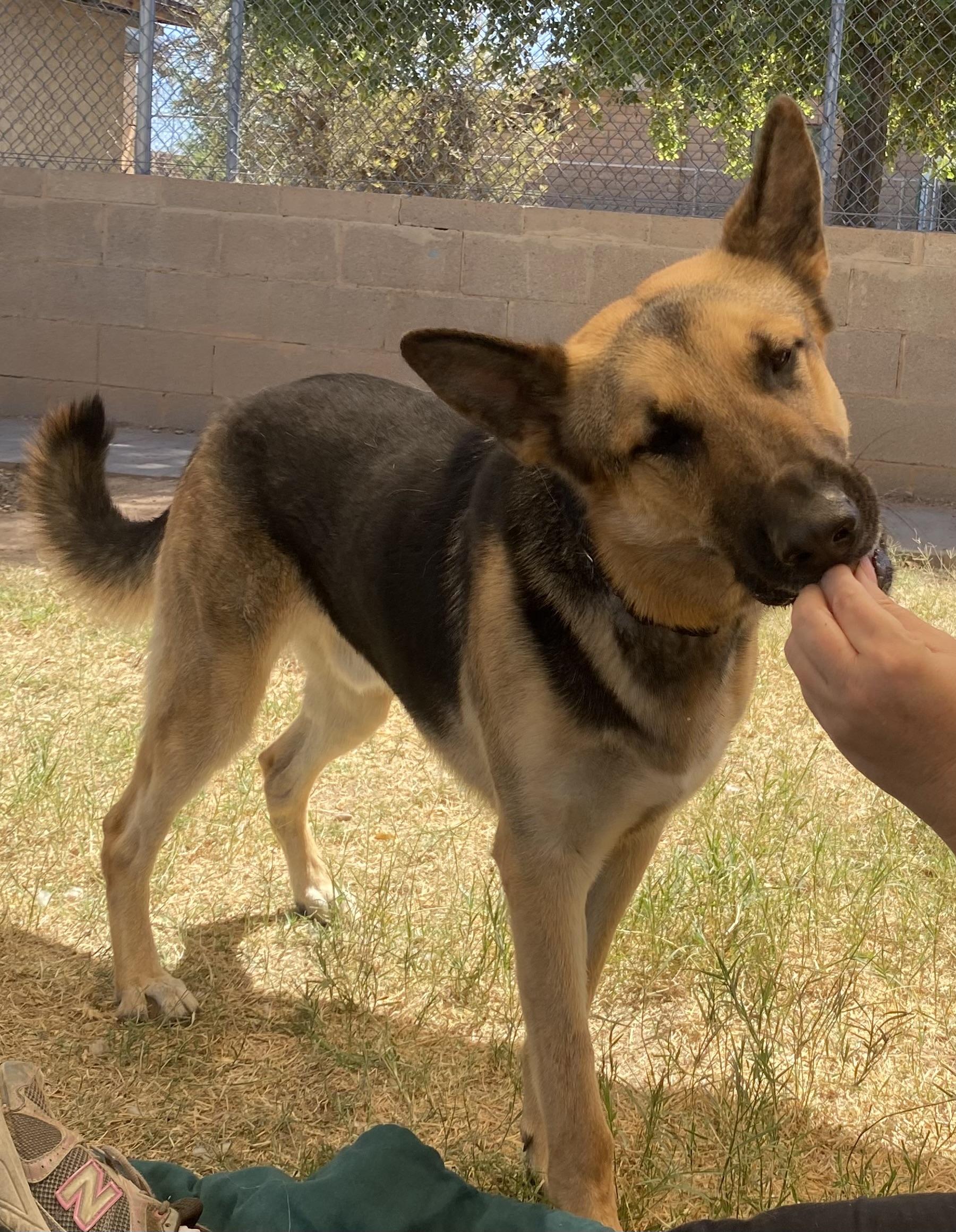 Chance, a Adoptable German Shepherd Dog in Phoenix, AZ image 6/6