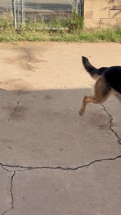 Enlarge Chance, a Adoptable German Shepherd Dog in Phoenix, AZ video 4/6