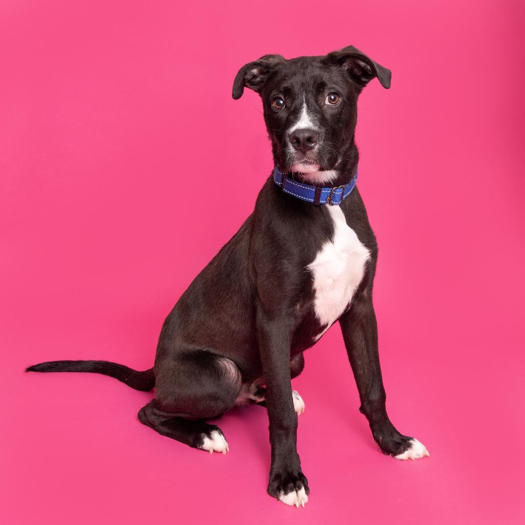 Blitz, Adoptable, Young Male Mixed Breed.