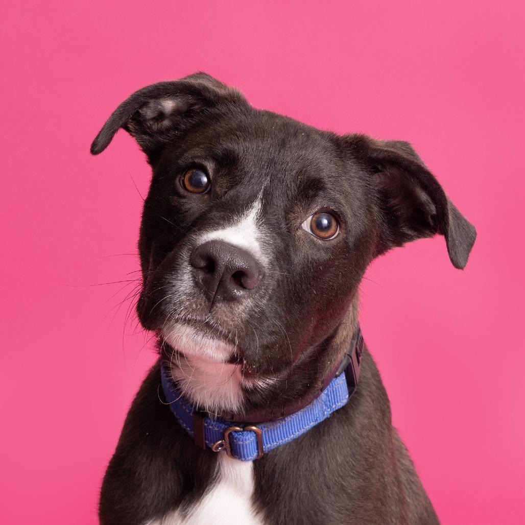Enlarge Blitz, a Adoptable Mixed Breed in Franklin, TN image 2/2