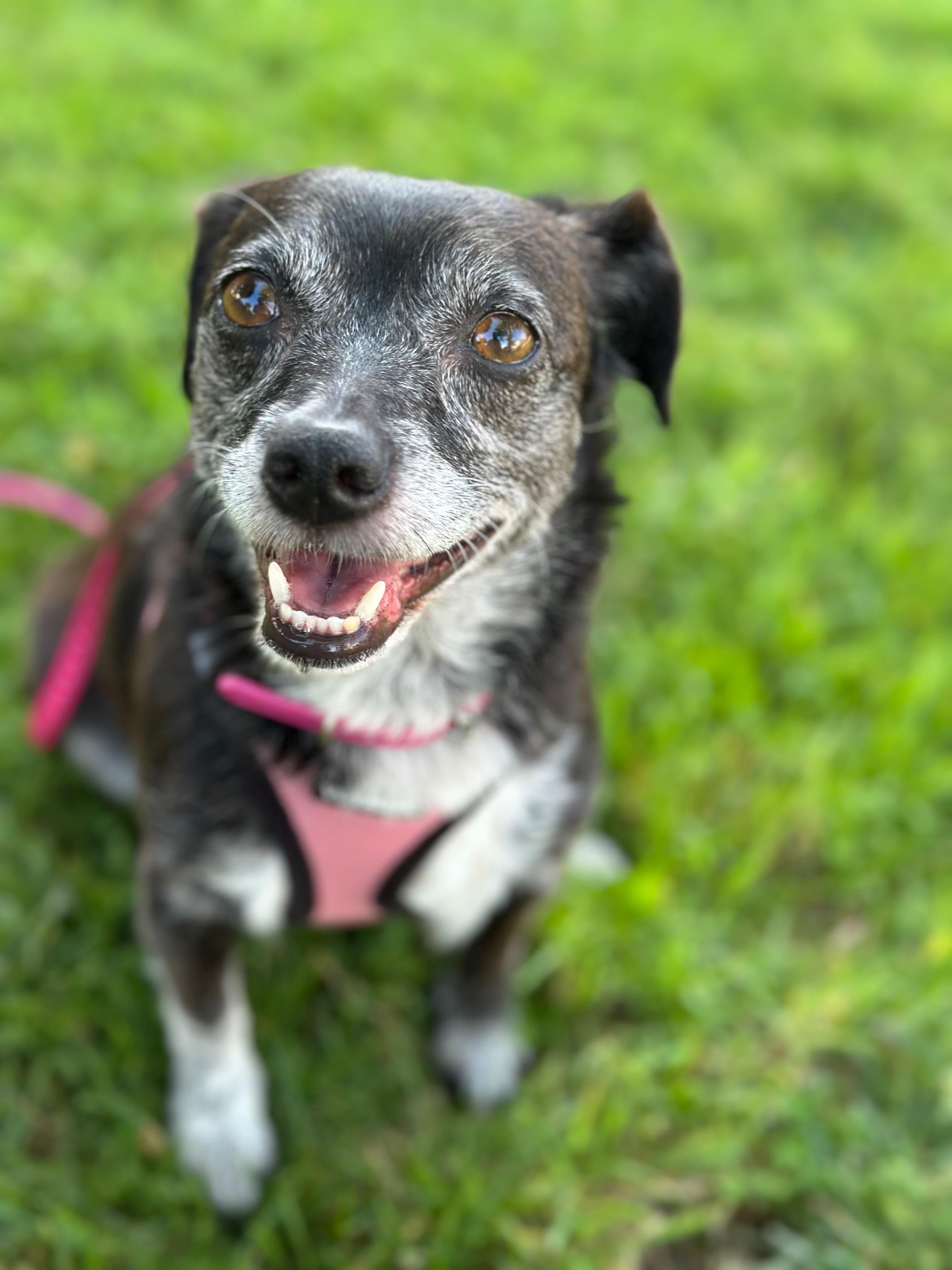 Luna, adopted, Senior Female Chiweenie.