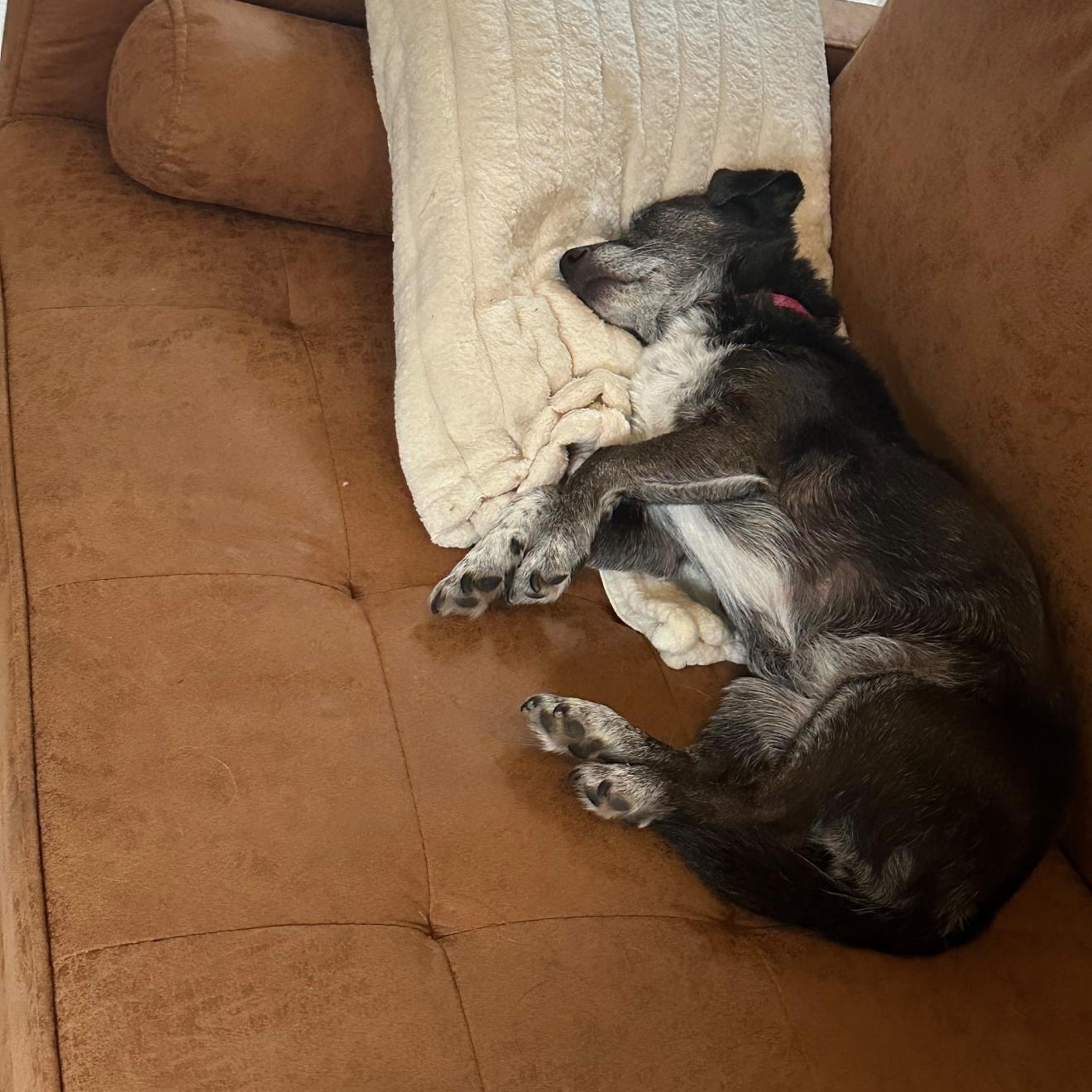 Luna, a ADOPTABLE Chiweenie in San Diego, CA image 3/5