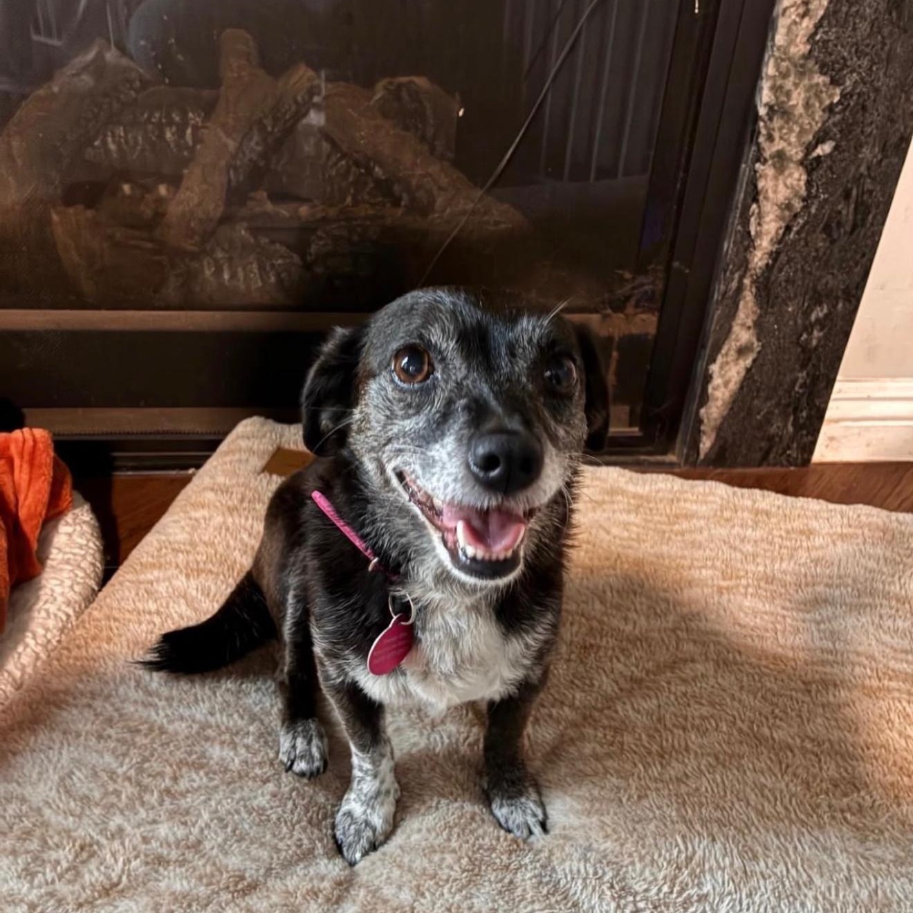 Luna, a ADOPTABLE Chiweenie in San Diego, CA image 2/5