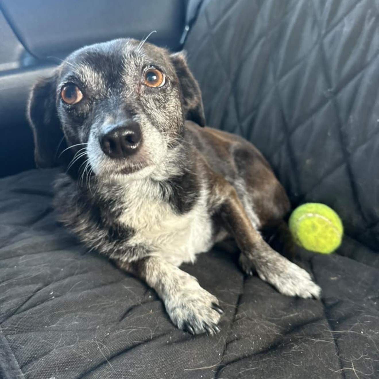 Luna, ADOPTABLE, Senior Female Chiweenie.