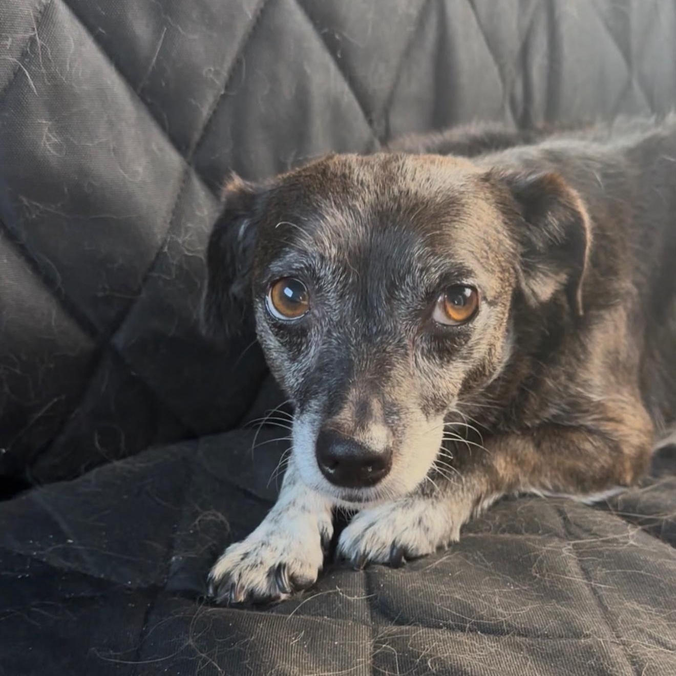 Luna, a ADOPTABLE Chiweenie in San Diego, CA image 4/5