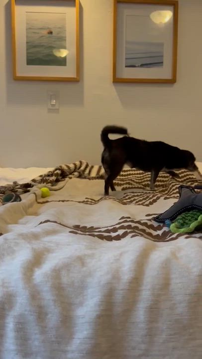 Enlarge Luna, a ADOPTABLE Chiweenie in San Diego, CA video 5/5