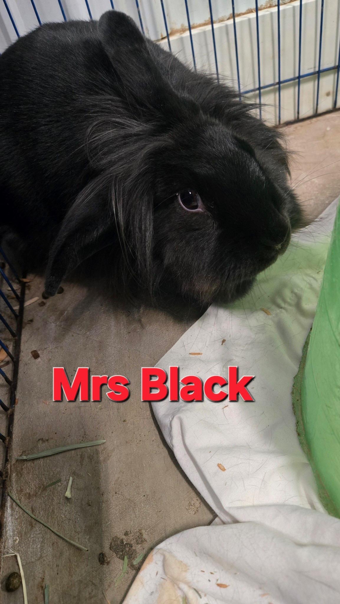 mrs black, Adult Female Bunny Rabbit