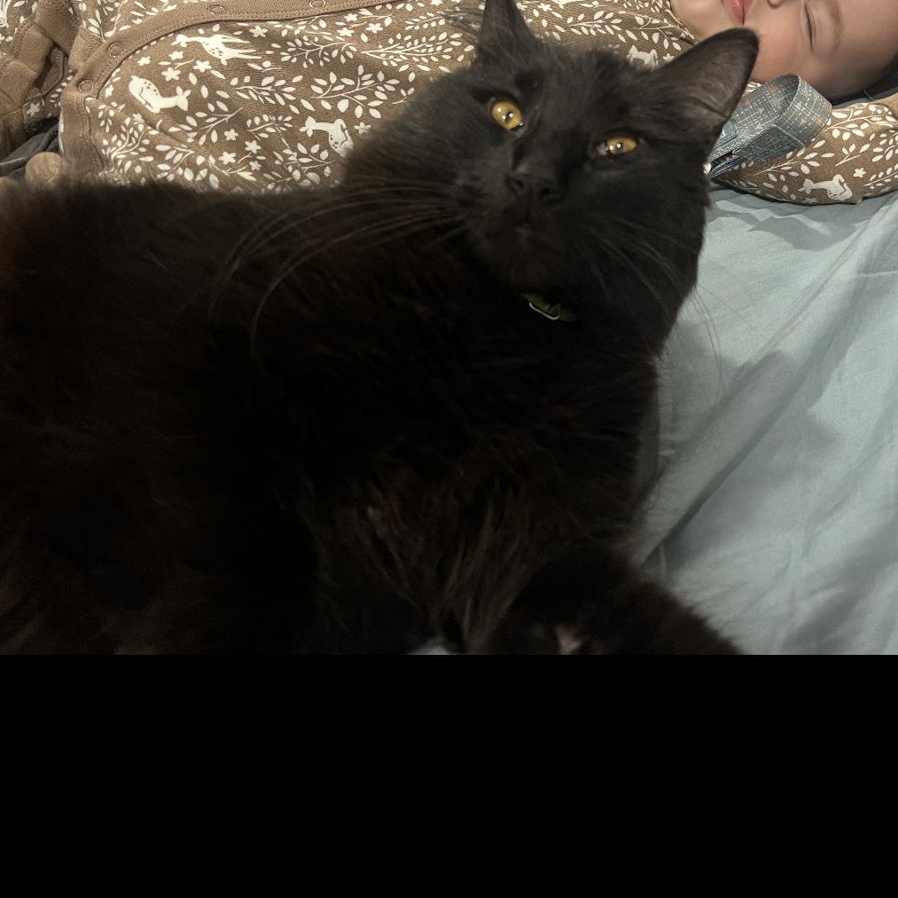 Ziggy, a Adoptable Domestic Medium Hair in Sacramento, CA image 2/4