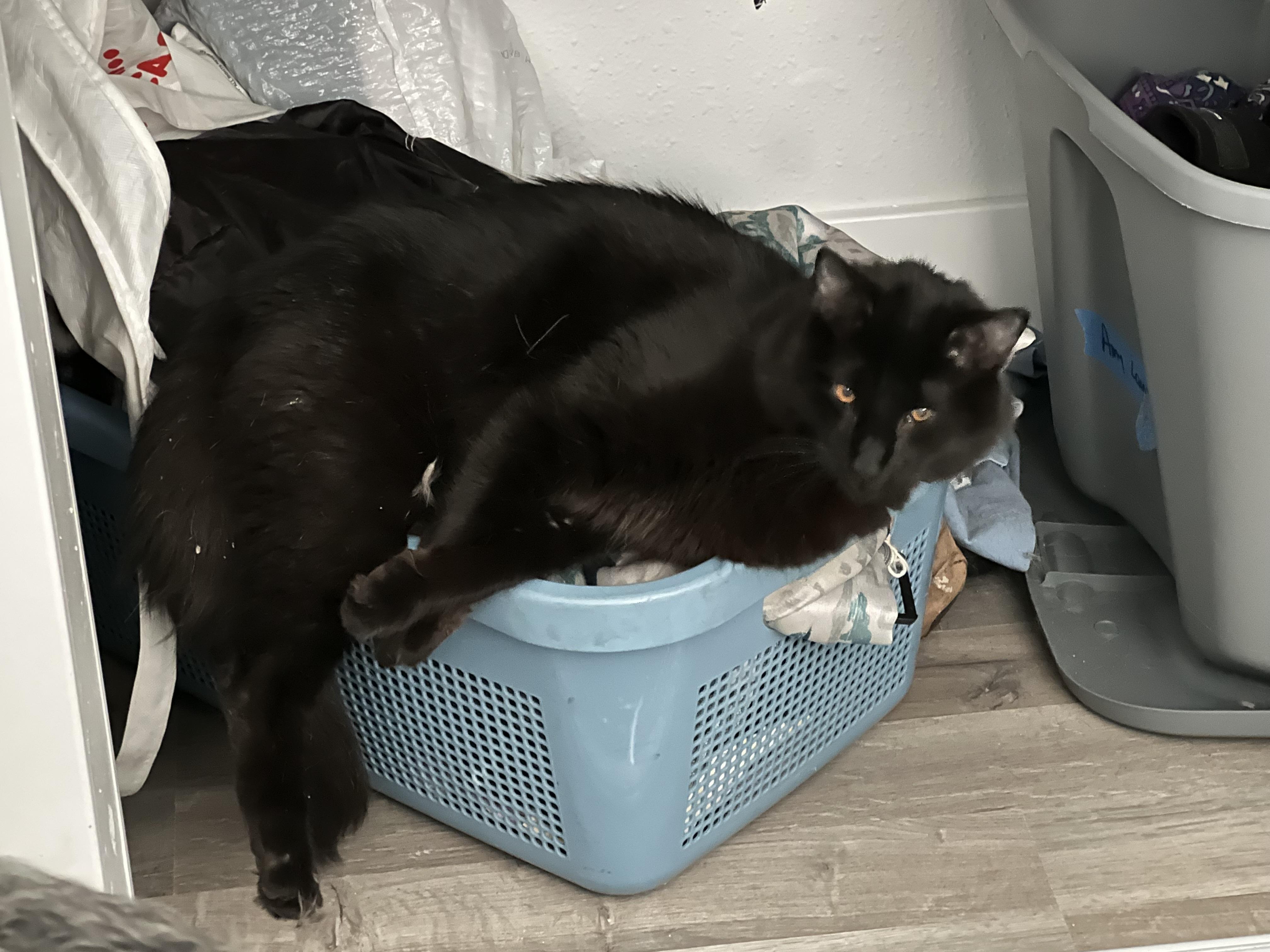 Ziggy, a Adoptable Domestic Medium Hair in Sacramento, CA image 3/4