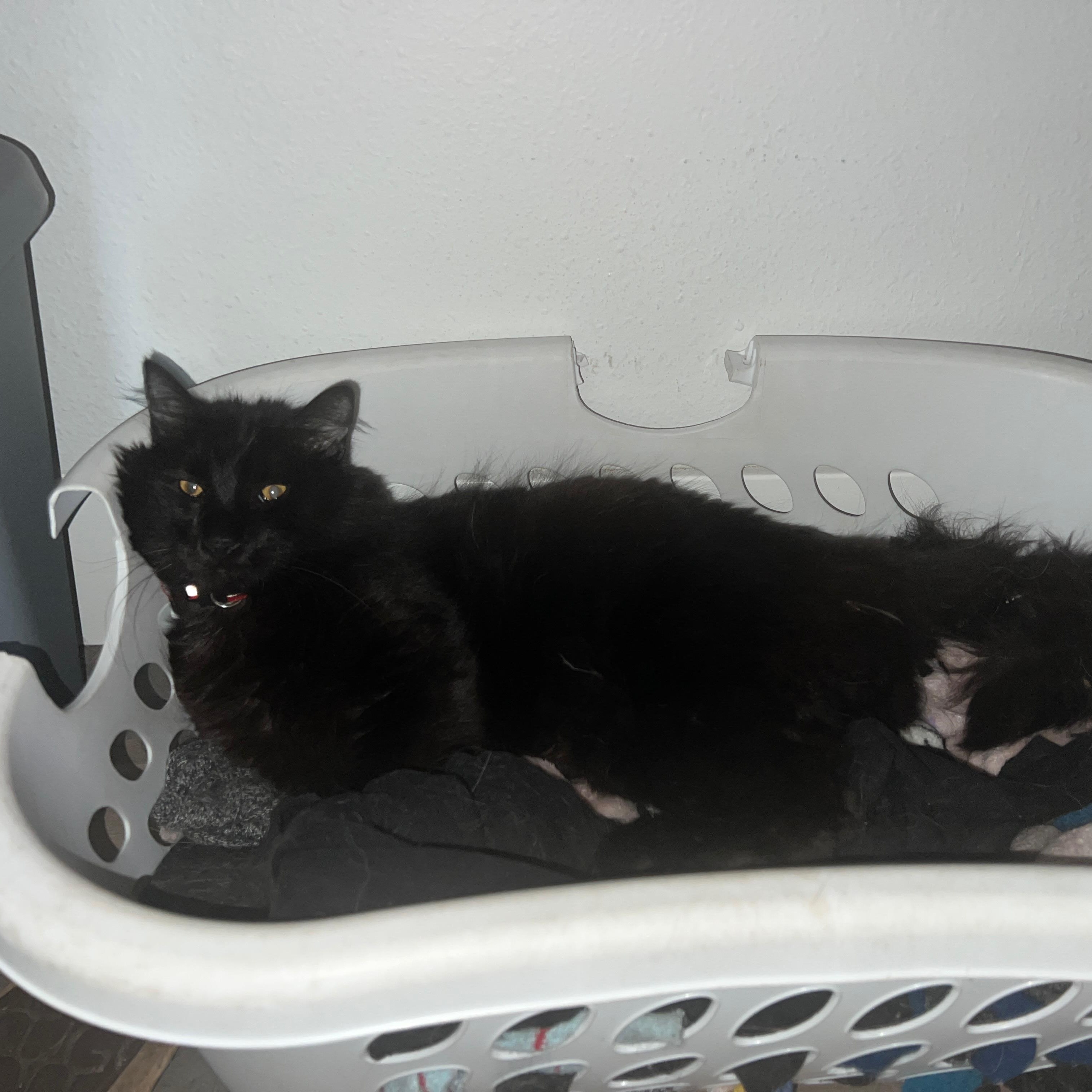 Ziggy, a Adoptable Domestic Medium Hair in Sacramento, CA image 1/4