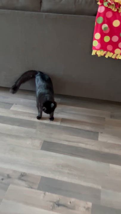 Enlarge Ziggy, a Adoptable Domestic Medium Hair in Sacramento, CA video 4/4