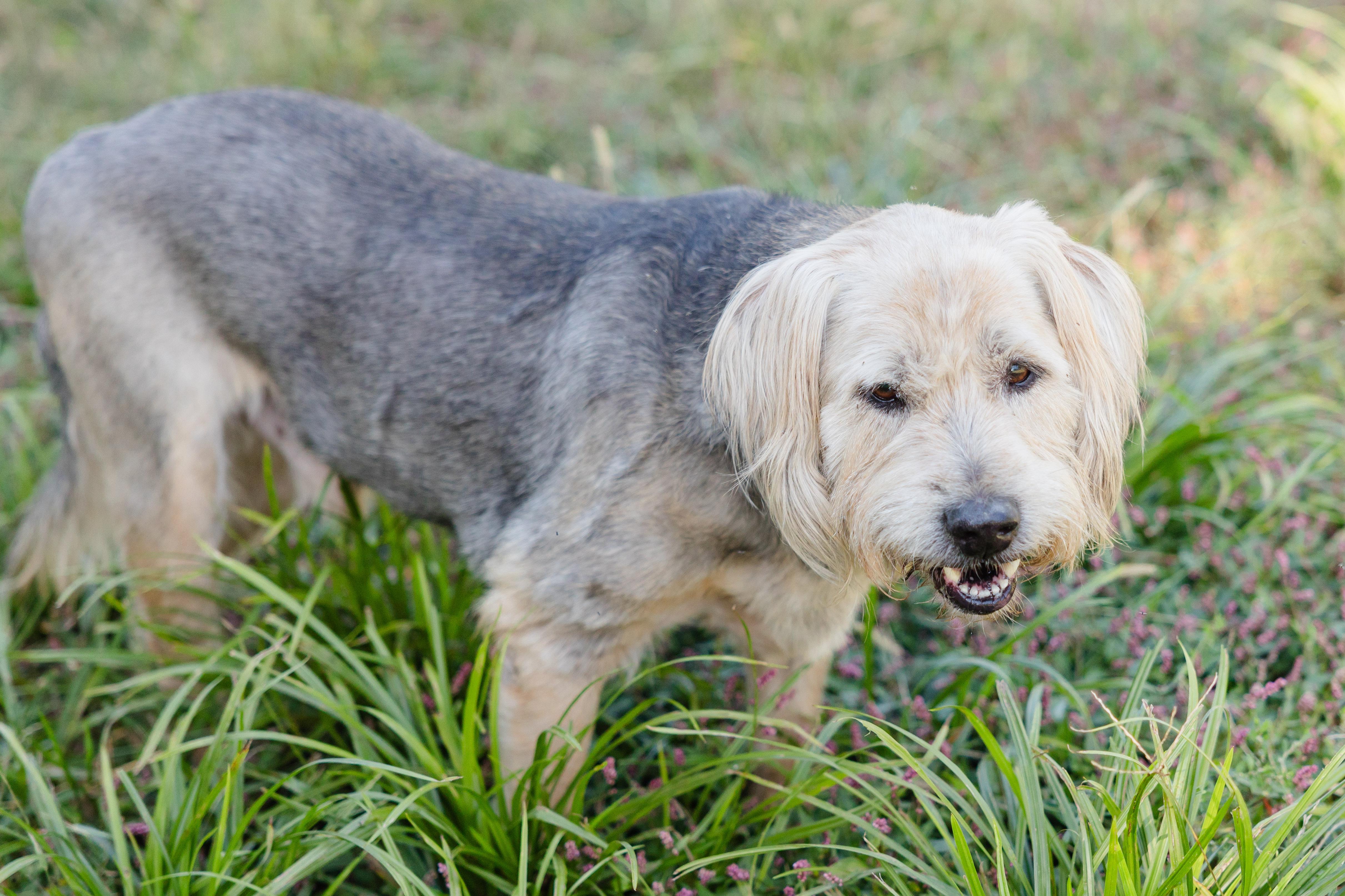 Enlarge Murphy, a Adoptable mixed breed in Newburgh, IN image 3/3