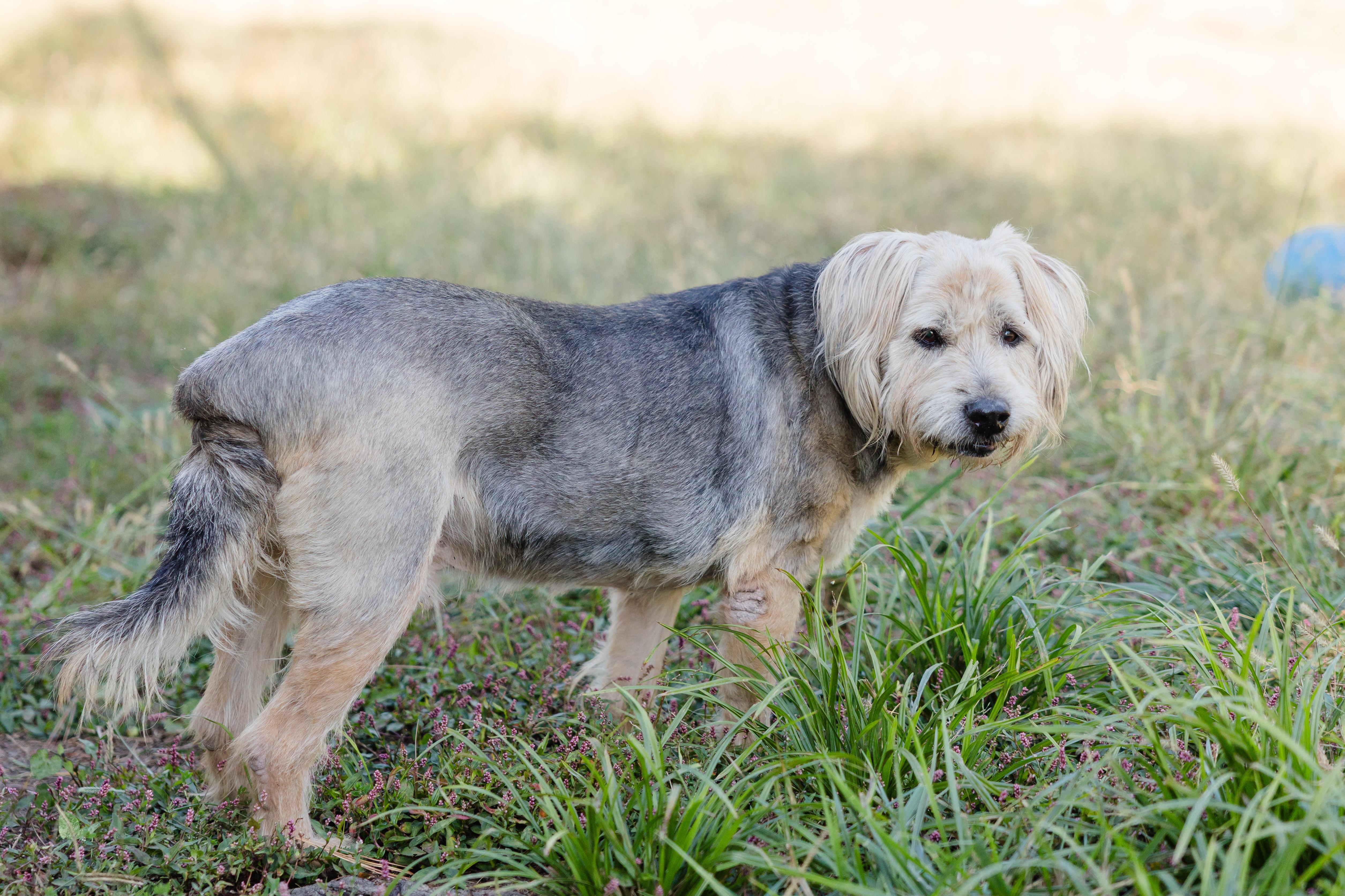Enlarge Murphy, a Adoptable mixed breed in Newburgh, IN image 2/3