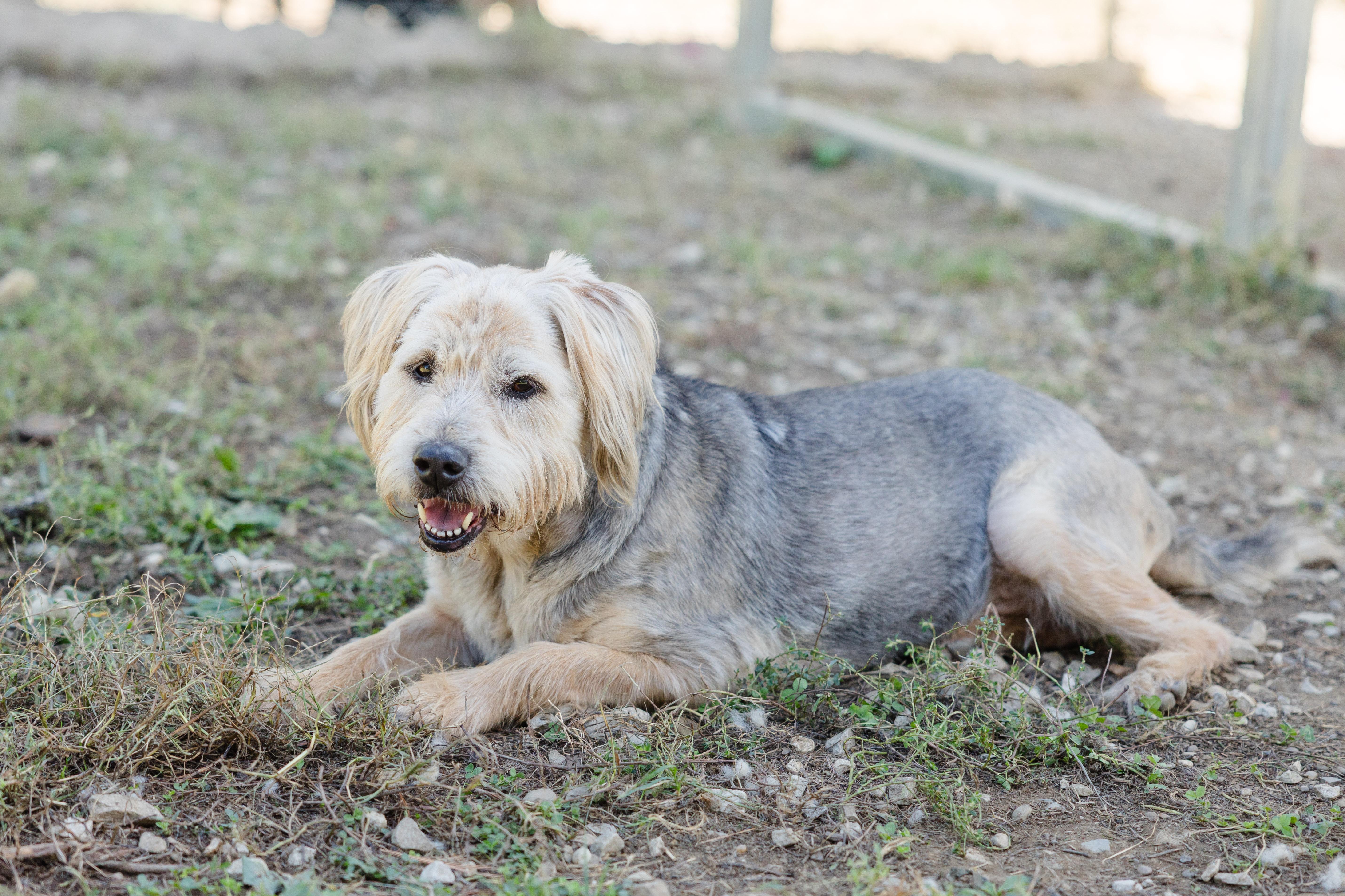 Murphy, Adoptable, Senior Male Terrier.