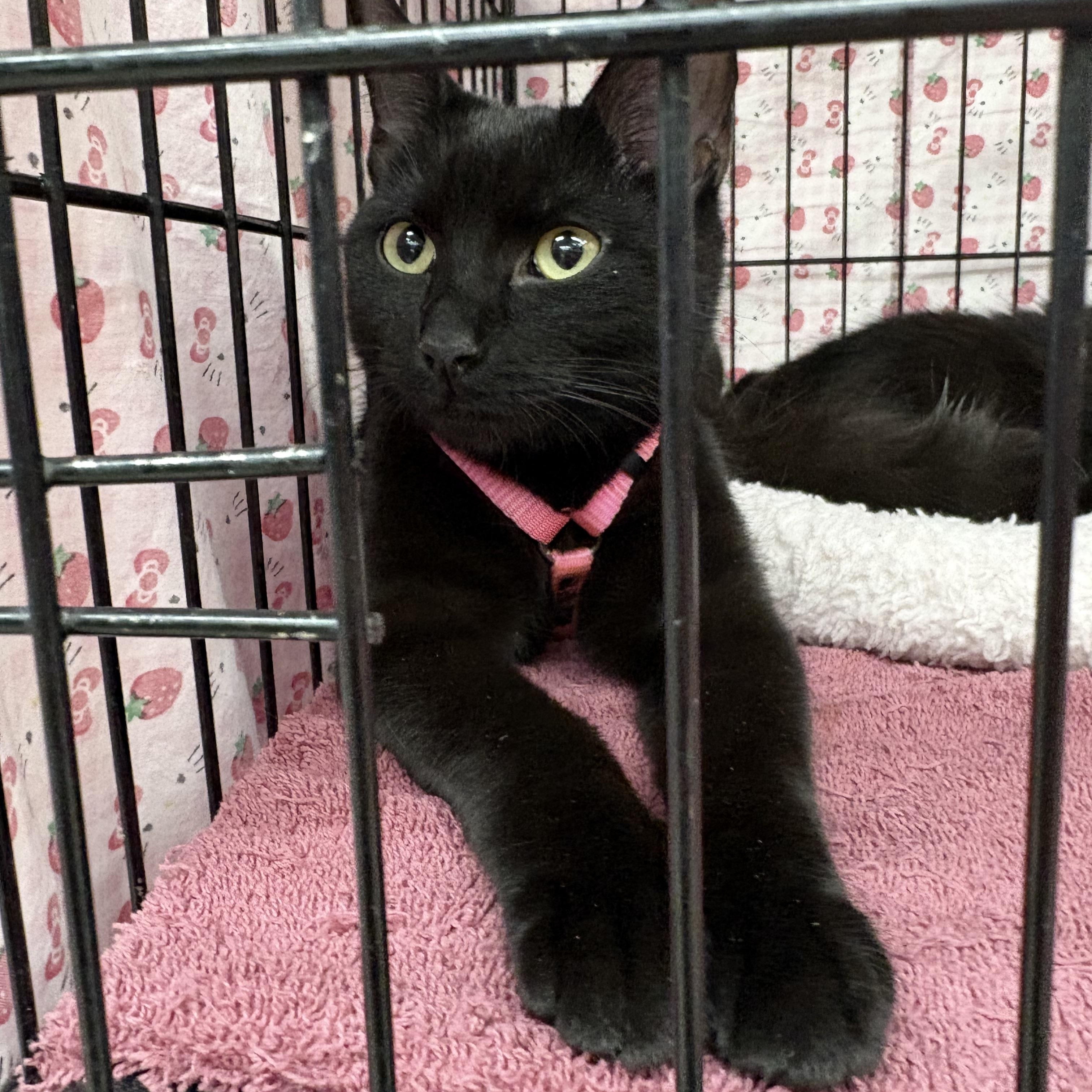 Purretha Franklin, ADOPTABLE, Young Female Domestic Short Hair.