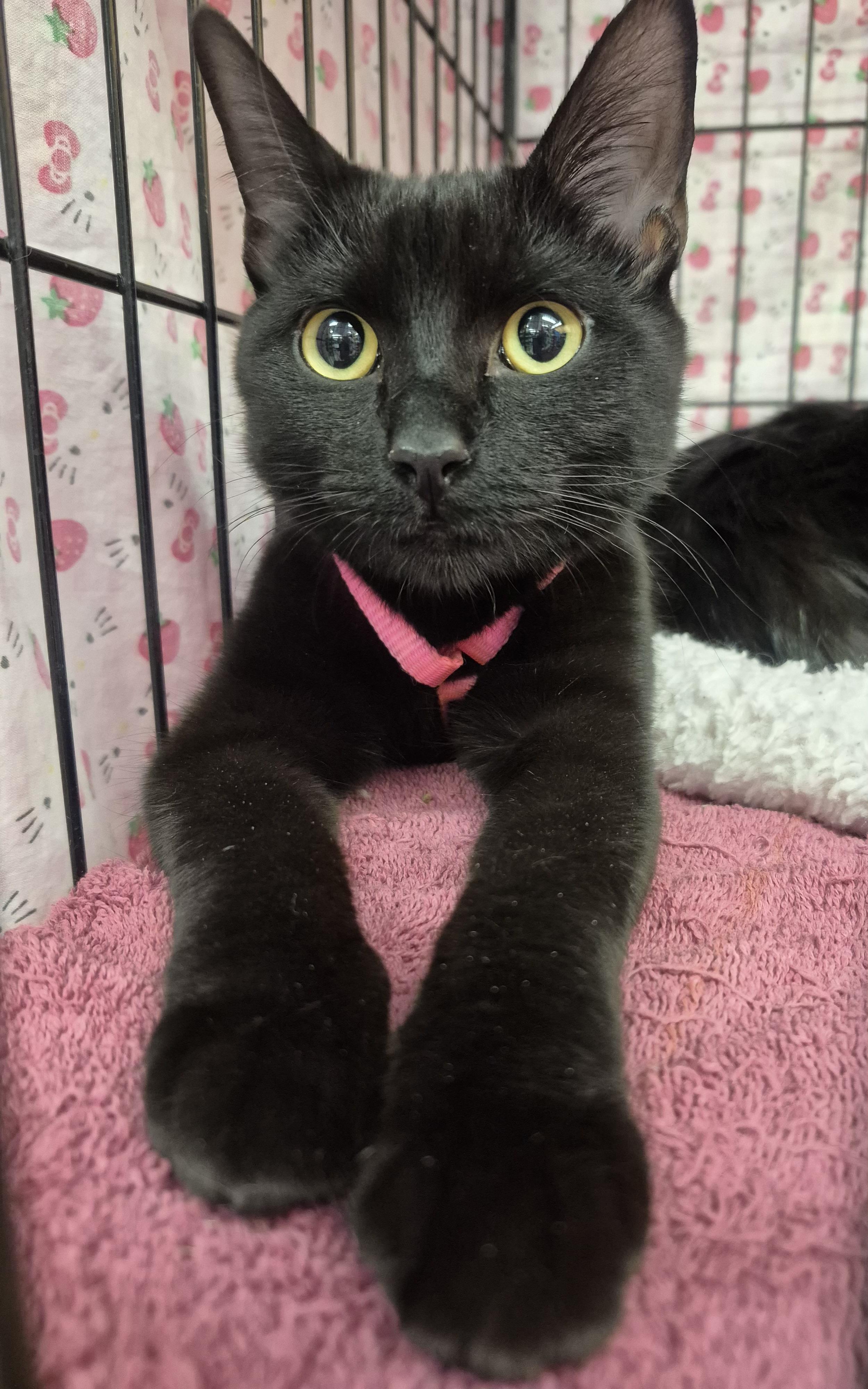 Enlarge Purretha Franklin, a ADOPTABLE mixed breed in Albuquerque, NM image 2/2