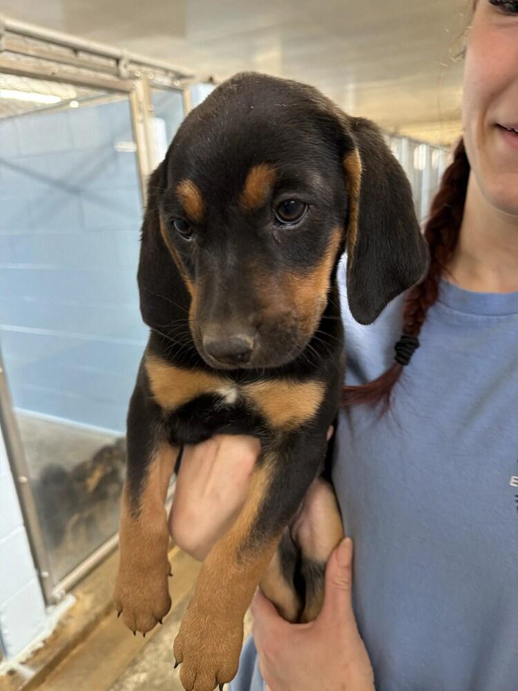 Ana, Adoptable, Puppy Female Hound & Australian Shepherd.
