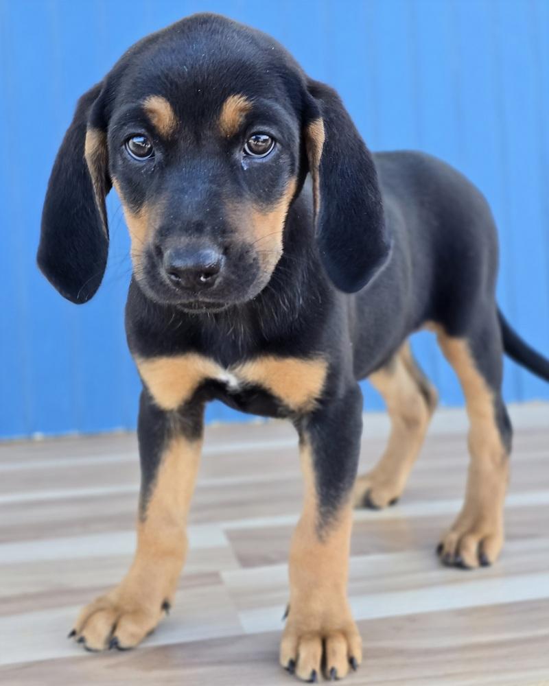 Enlarge Ana, a Adopted mixed breed in Sedalia, CO image 2/2