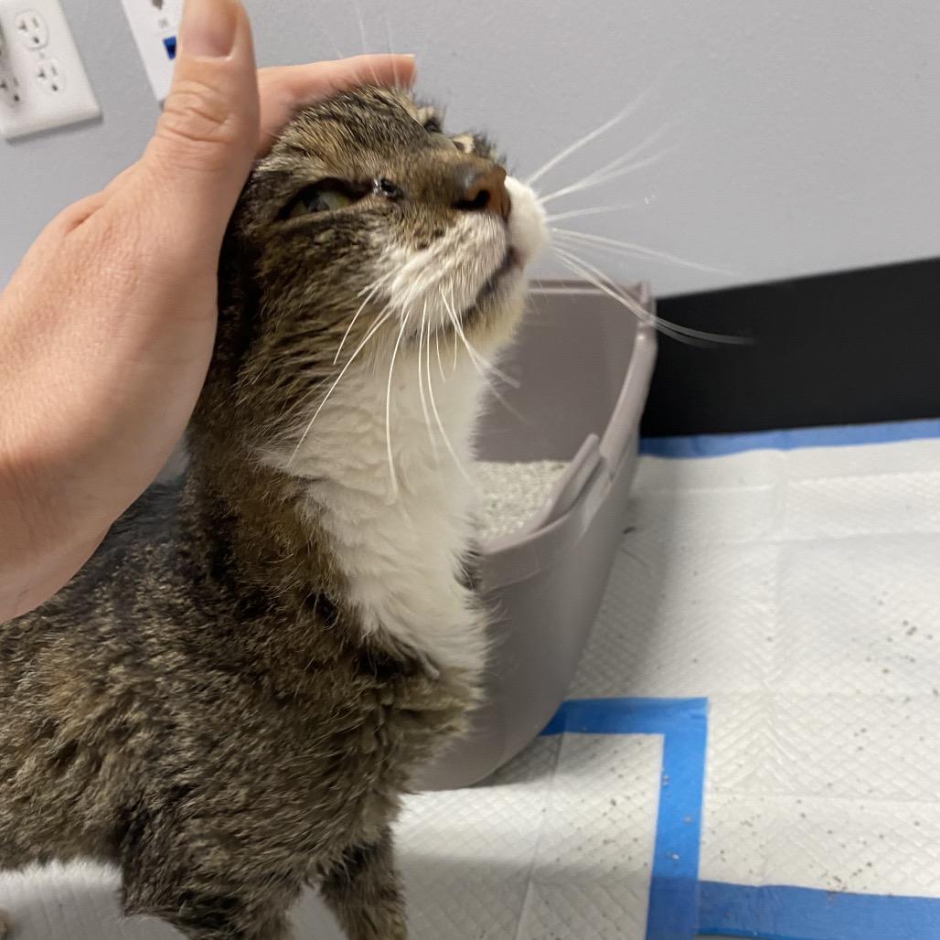 Enlarge Petunia, a Adoptable Domestic Short Hair in North Port, FL image 1/4