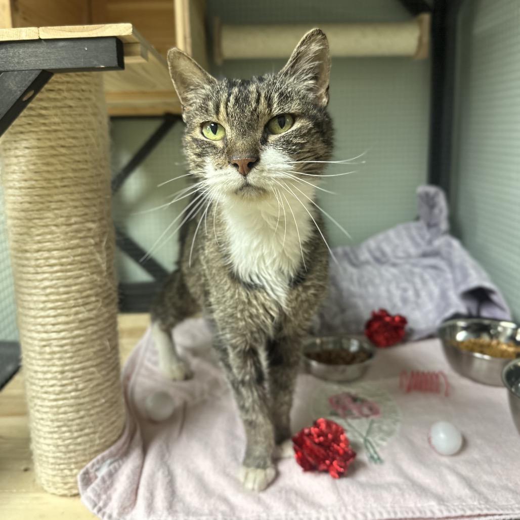 Enlarge Petunia, a Adoptable Domestic Short Hair in North Port, FL image 2/4