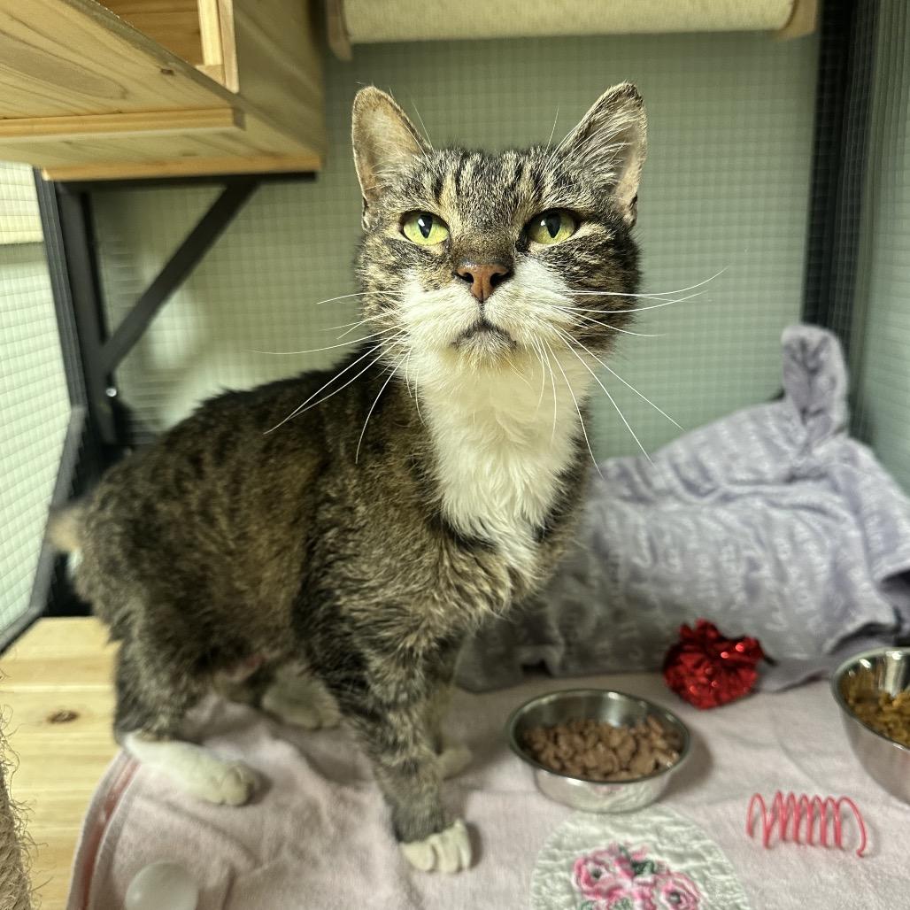 Enlarge Petunia, a Adoptable Domestic Short Hair in North Port, FL image 3/4