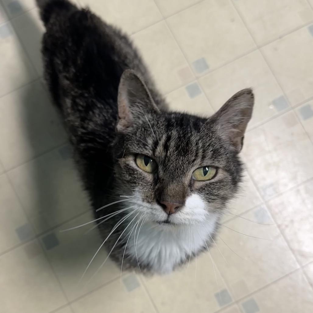 Enlarge Petunia, a Adoptable Domestic Short Hair in North Port, FL image 4/4