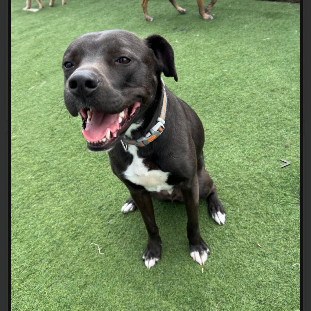 Buzz, Adoptable, Adult Male Labrador Retriever & Mixed Breed.