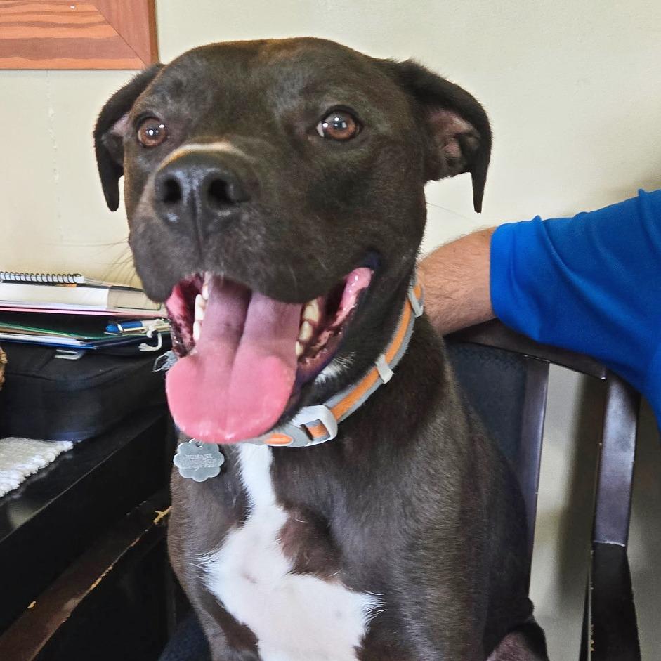 Enlarge Buzz, a Adoptable mixed breed in Flower Mound, TX image 2/5