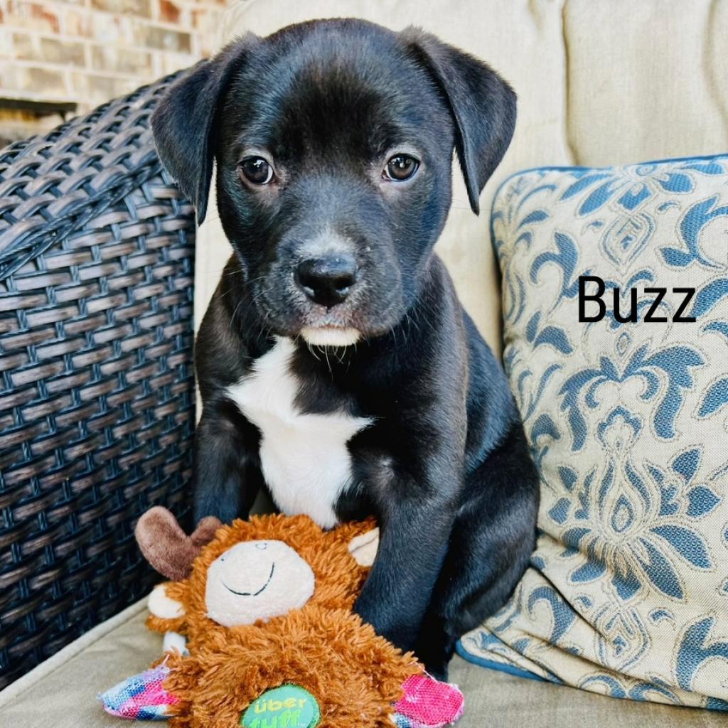 Enlarge Buzz, a Adoptable mixed breed in Flower Mound, TX image 3/5