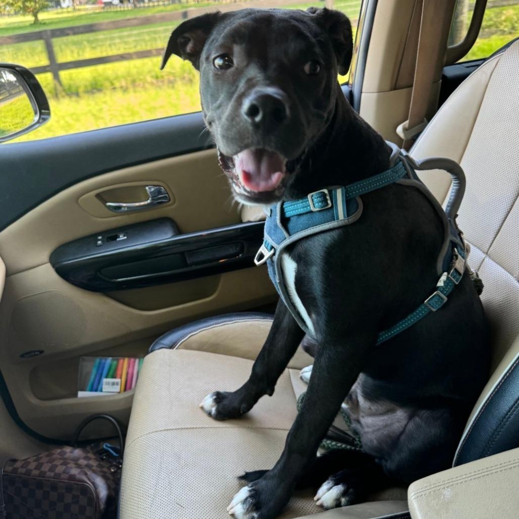 Enlarge Buzz, a Adoptable mixed breed in Flower Mound, TX image 2/2