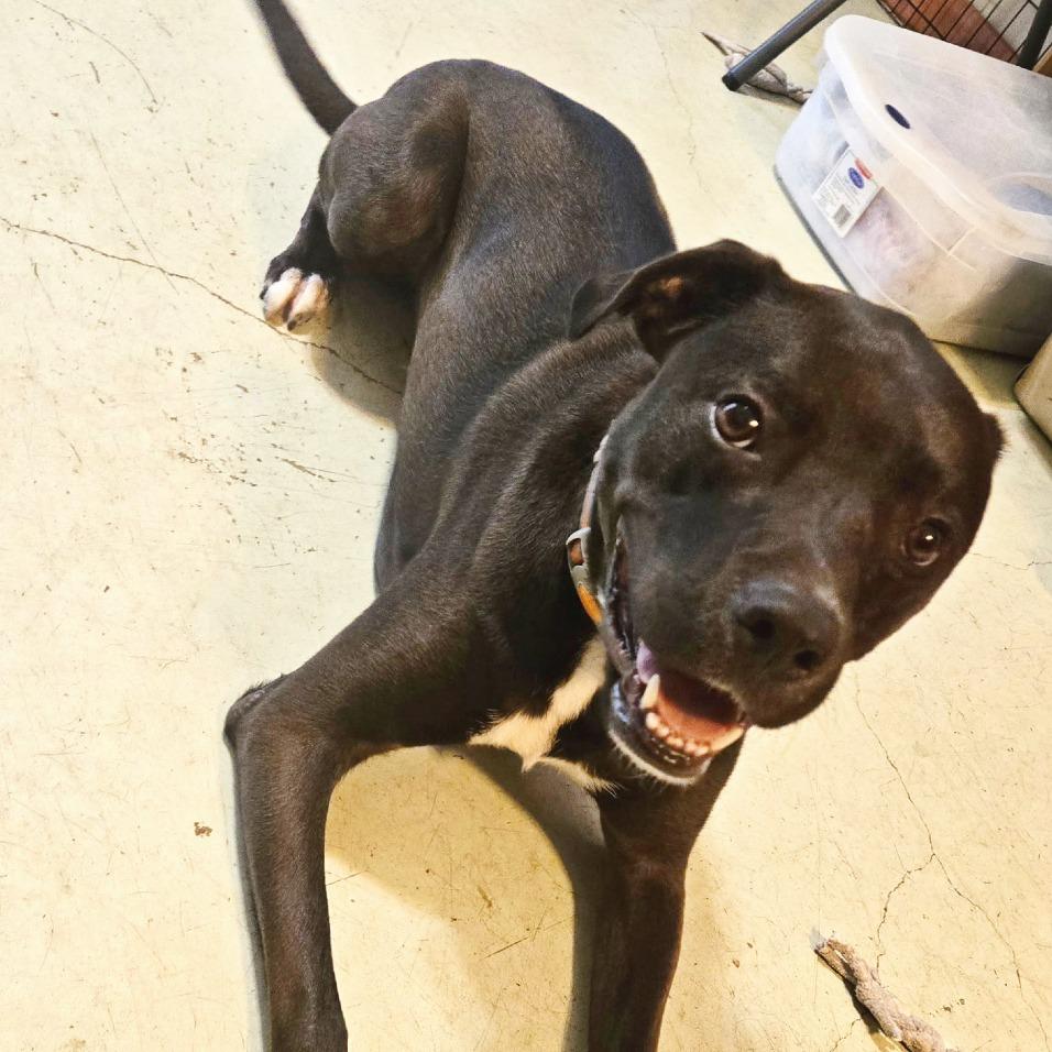 Enlarge Buzz, a Adoptable mixed breed in Flower Mound, TX image 4/5