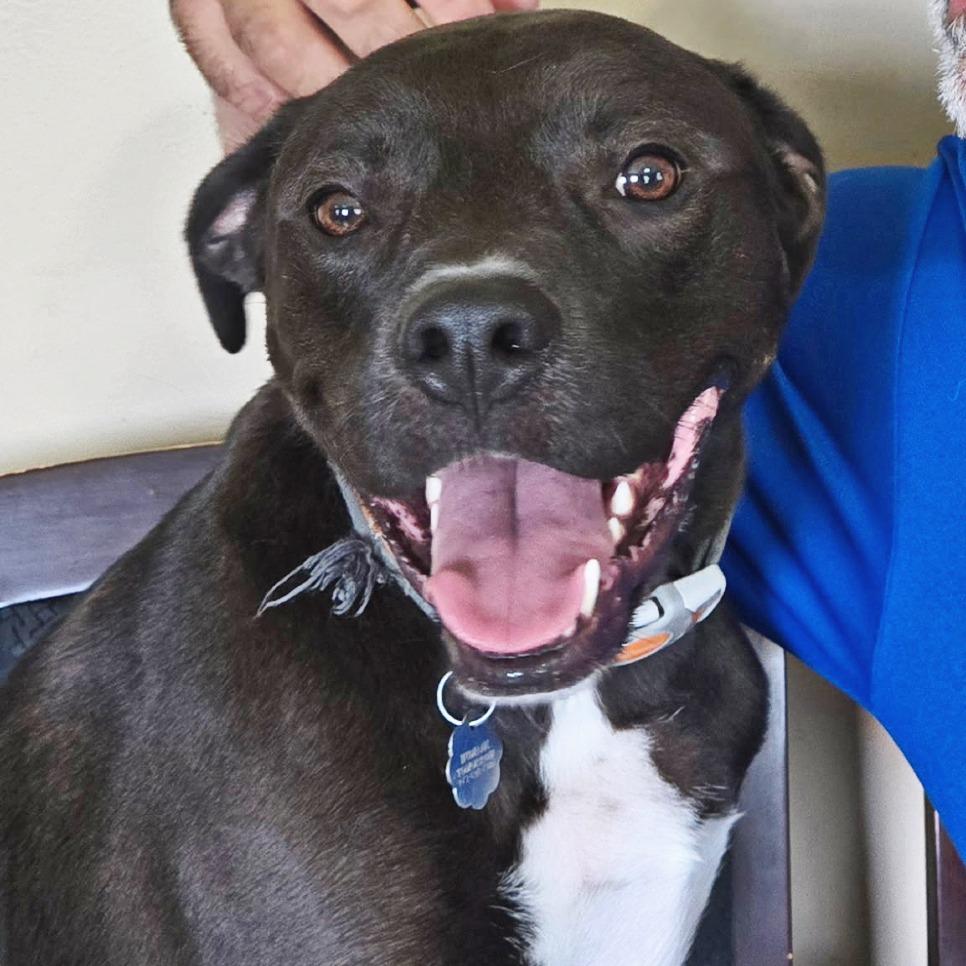 Enlarge Buzz, a Adoptable mixed breed in Flower Mound, TX image 5/5