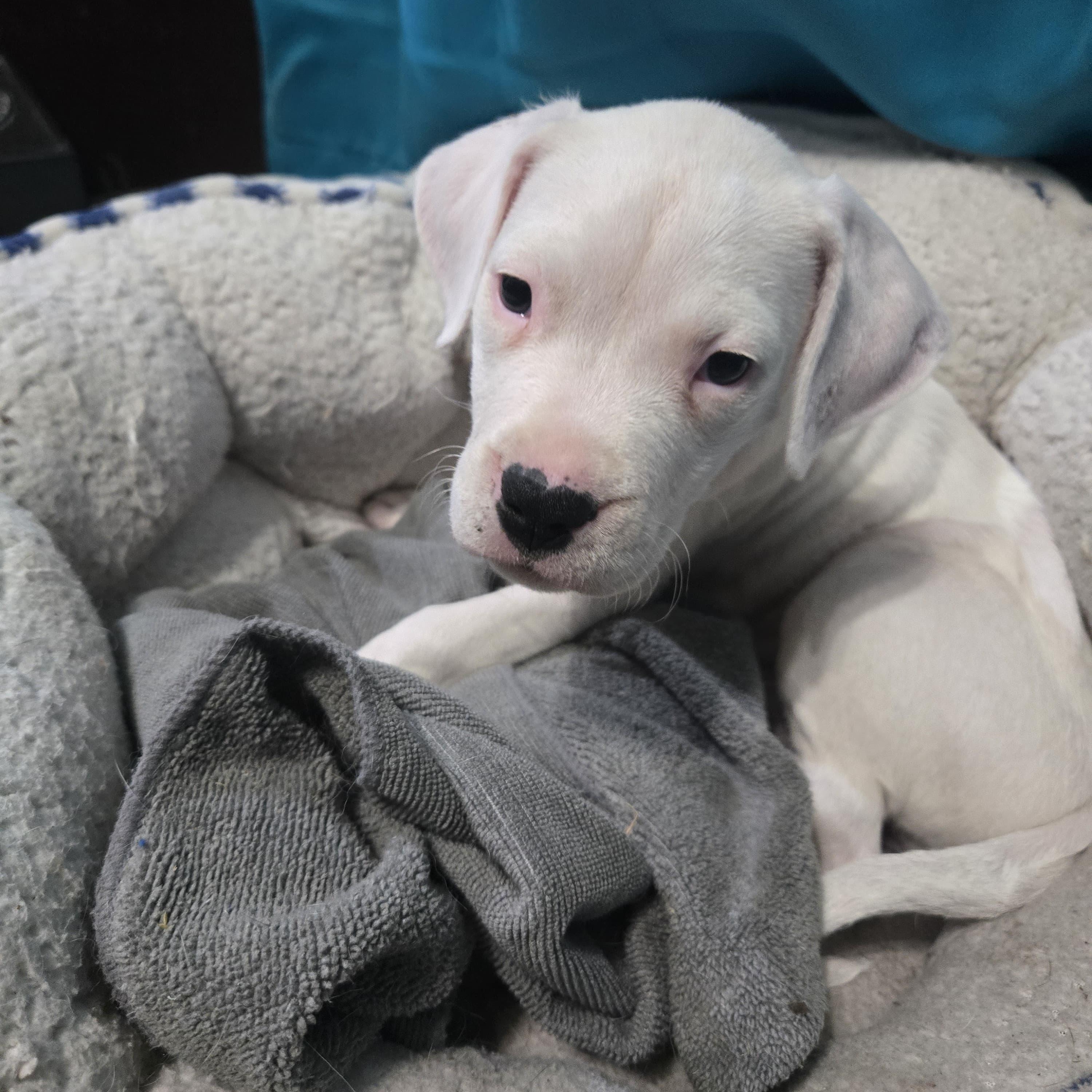 Enlarge Violet , a ADOPTABLE Dogo Argentino in Deltona, FL image 4/4