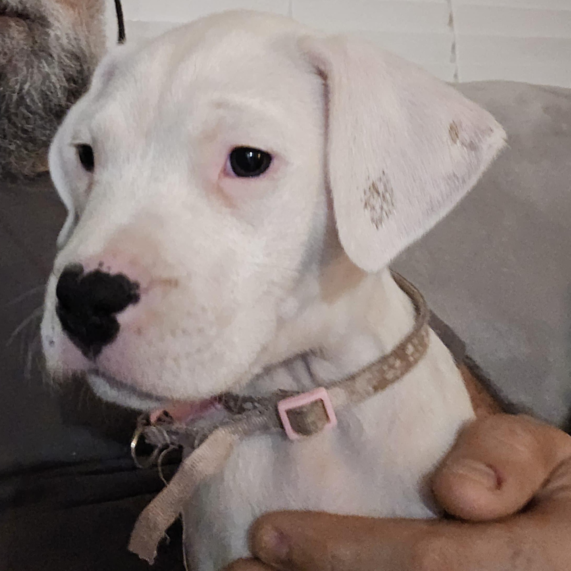 Enlarge Violet , a ADOPTABLE Dogo Argentino in Deltona, FL image 2/4