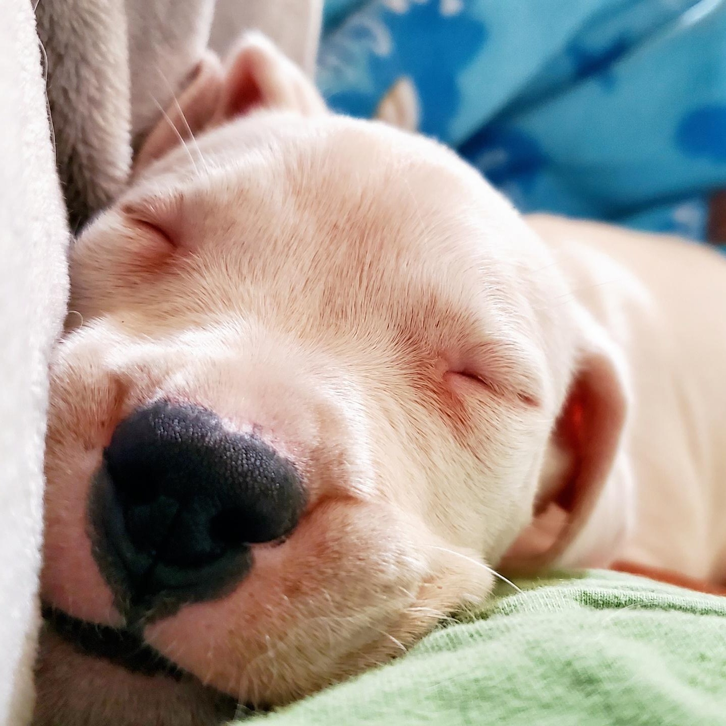 Enlarge Violet , a ADOPTABLE Dogo Argentino in Deltona, FL image 3/4
