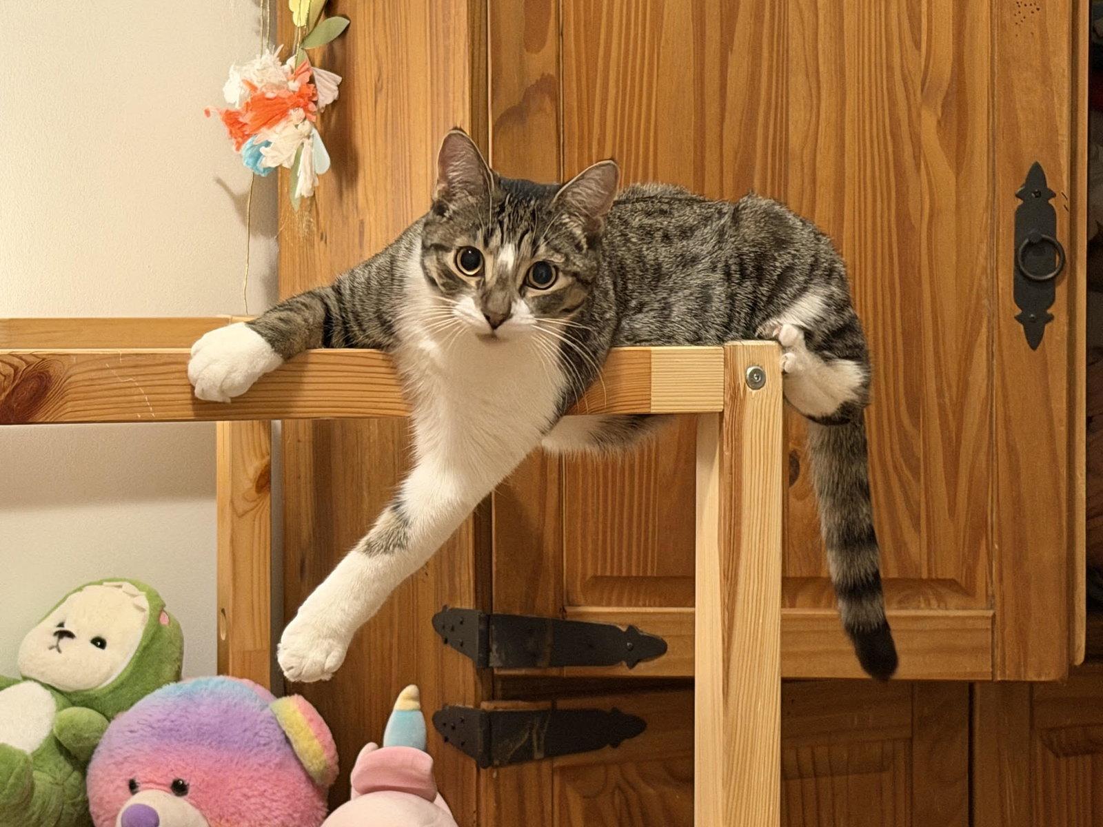 Jinu, Adopted, Young Male Domestic Short Hair.