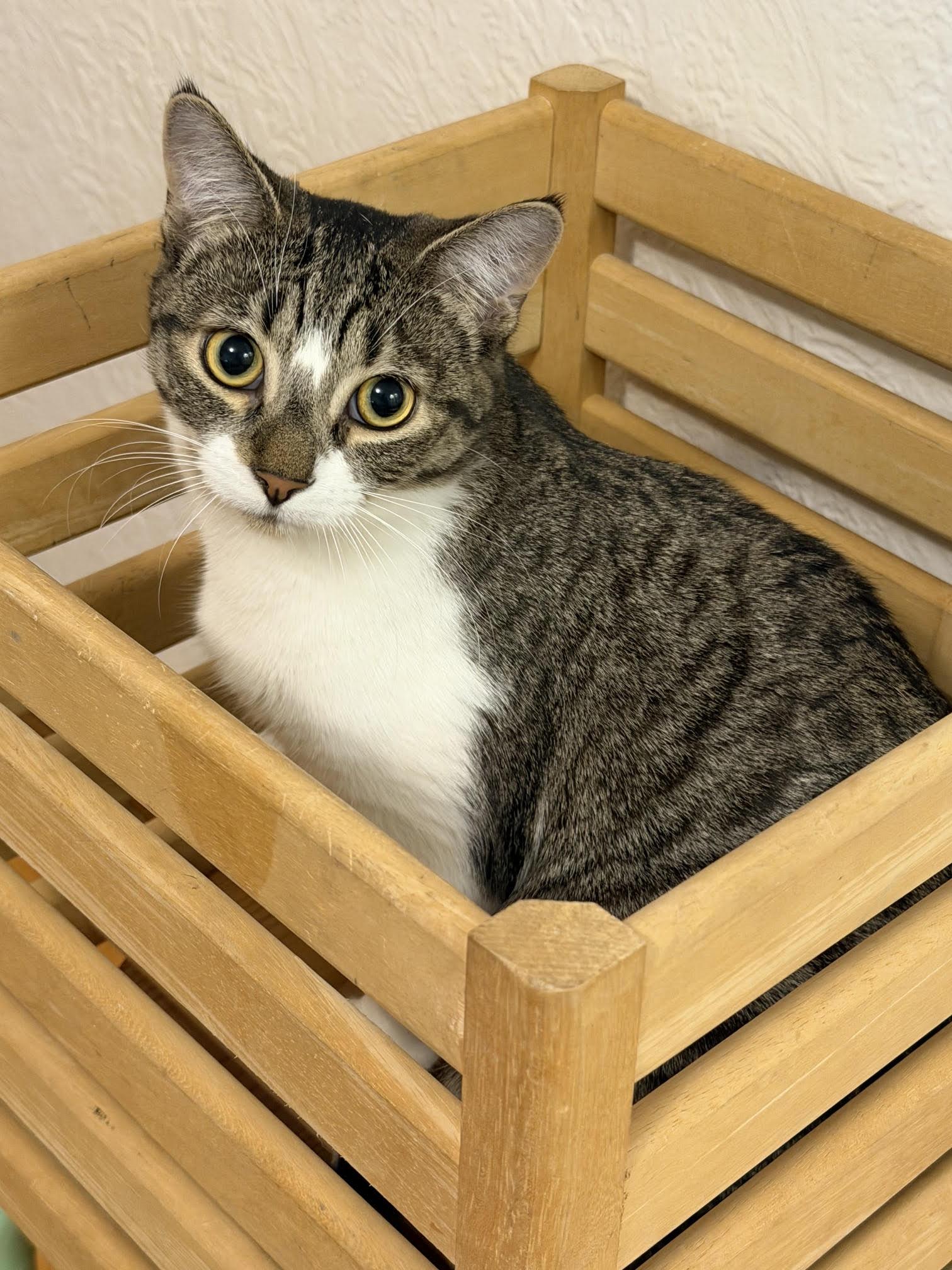Jinu, a Adopted Domestic Short Hair in Montreal, QC image 2/2