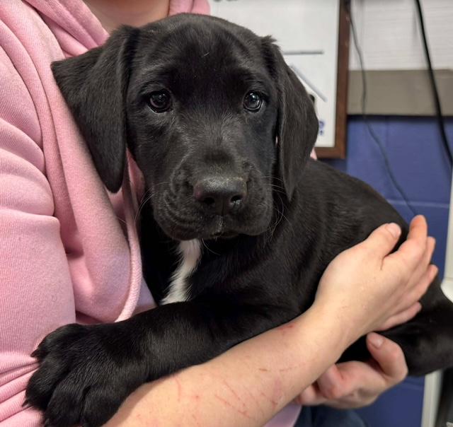 Enlarge Fury, a ADOPTABLE Black Labrador Retriever in Jenkintown, PA image 1/1