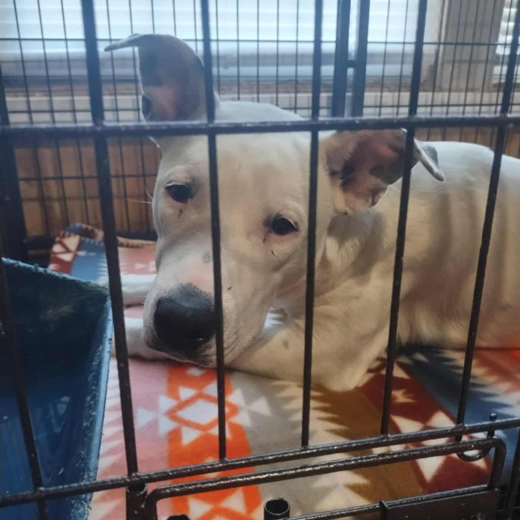 Enlarge Courtney, a Adoptable Mixed Breed in Boone, IA image 1/2