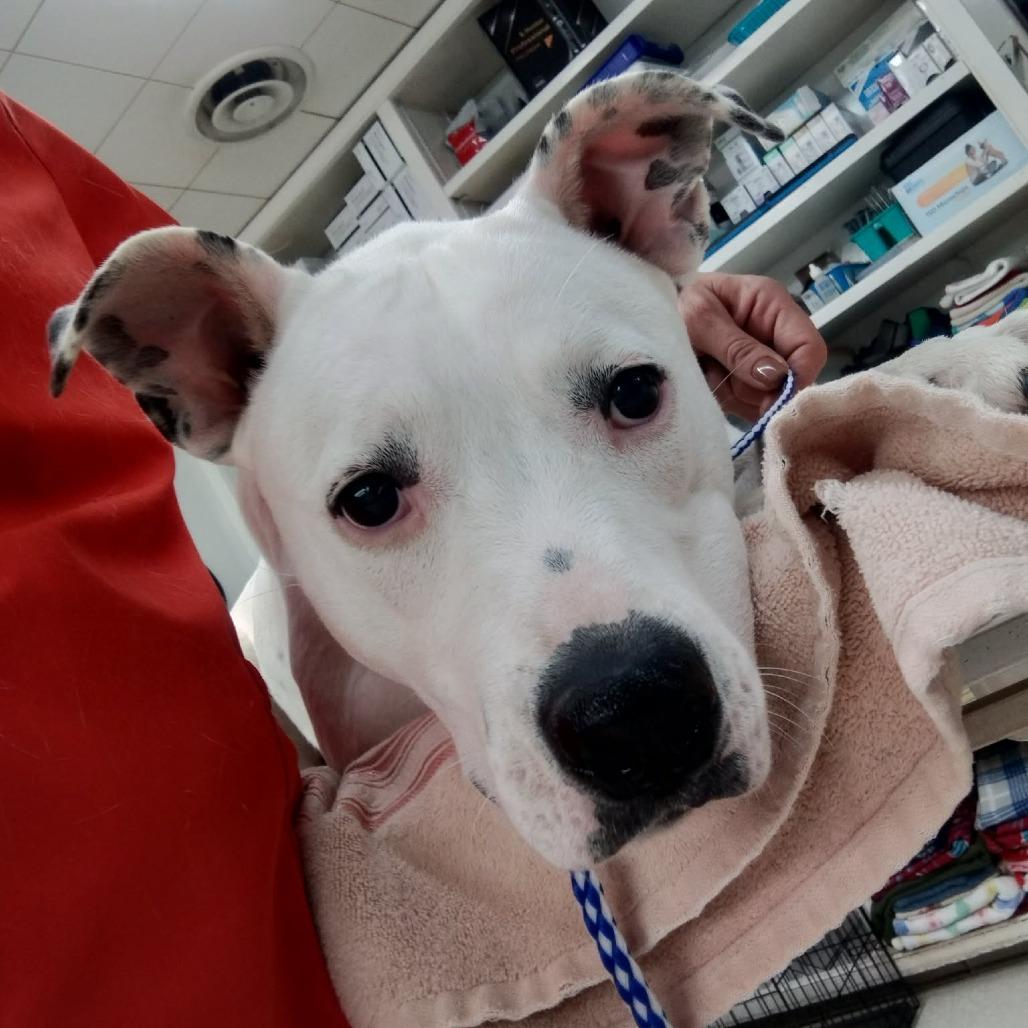 Enlarge Courtney, a Adoptable Mixed Breed in Boone, IA image 2/2