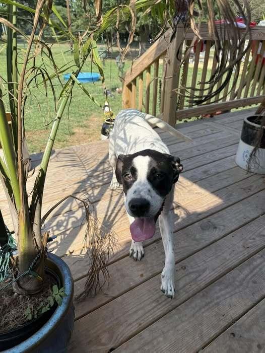 Freckles Magoo, Adoptable, Young Female Mixed Breed.