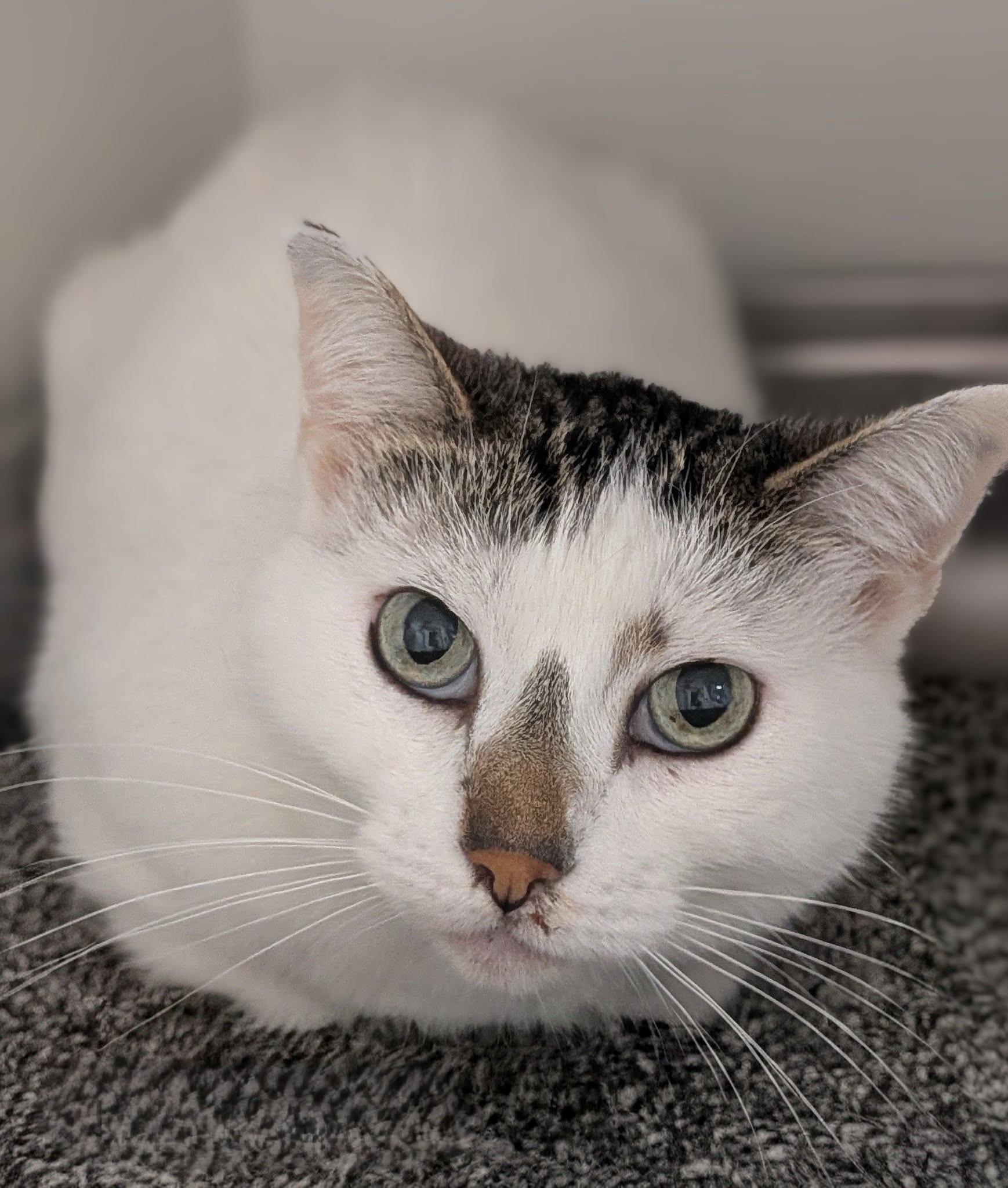 Daisy, ADOPTABLE, Adult Female Domestic Medium Hair.