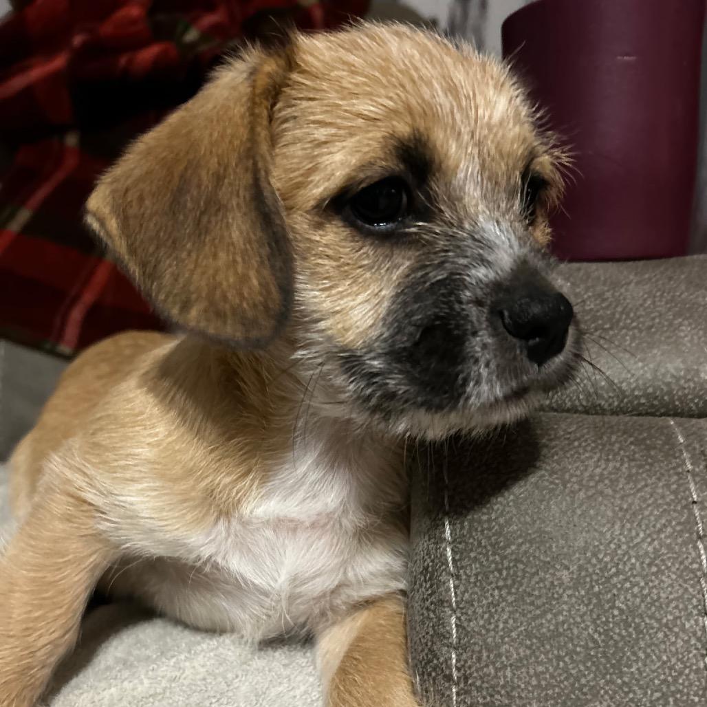 Mufasa, Adoptable, Puppy Male Shih Tzu & Jack Russell Terrier.