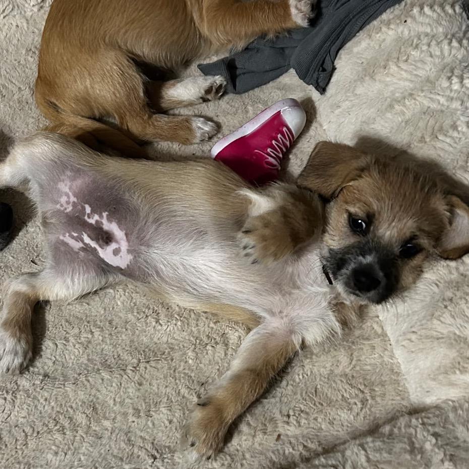 Enlarge Mufasa, a Adoptable mixed breed in Glendale, AZ image 2/2