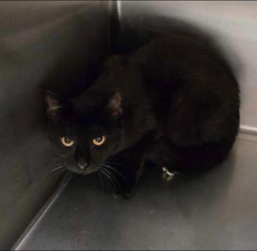 Enlarge Cliff, a ADOPTABLE Domestic Short Hair in Amherst, VA image 1/1