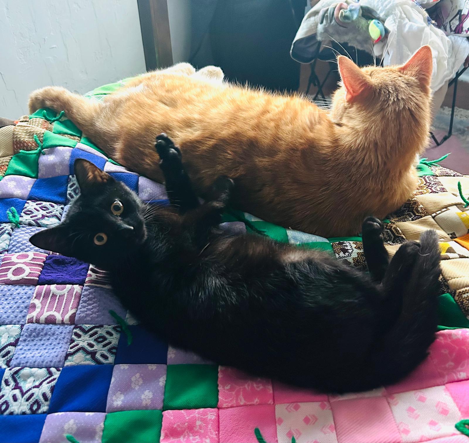 Pudding, Adoptable, Kitten Male Domestic Short Hair.