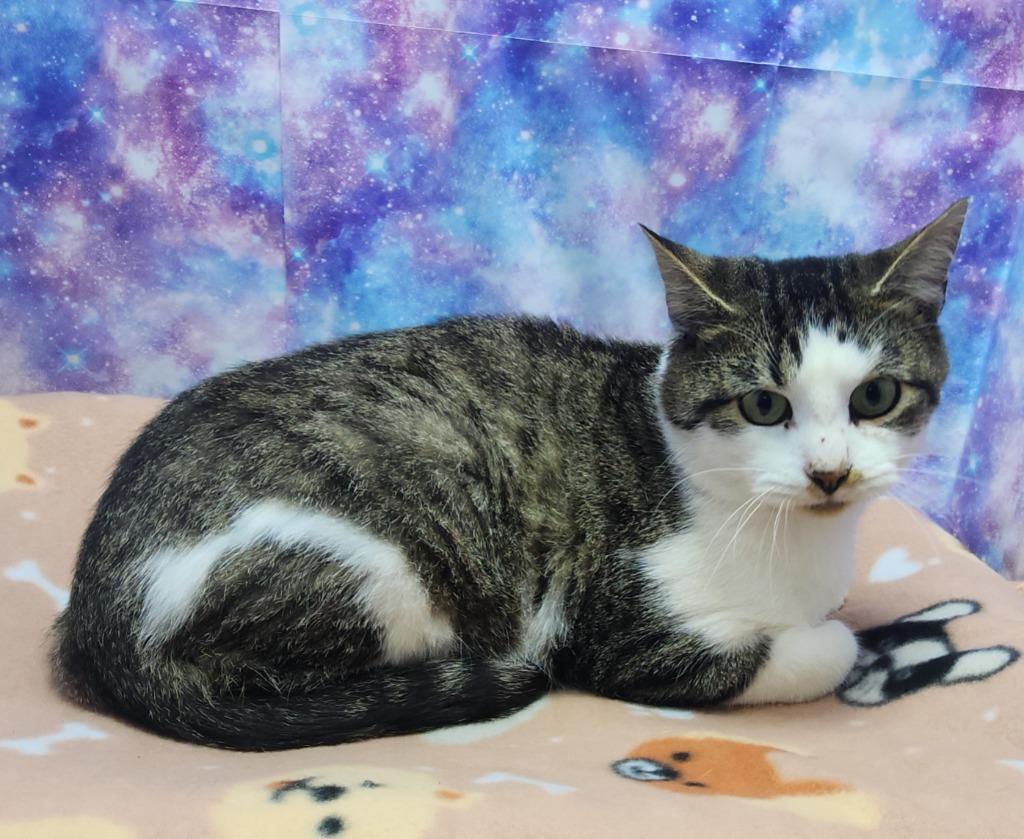 Atlas, Adoptable, Adult Male Domestic Short Hair.