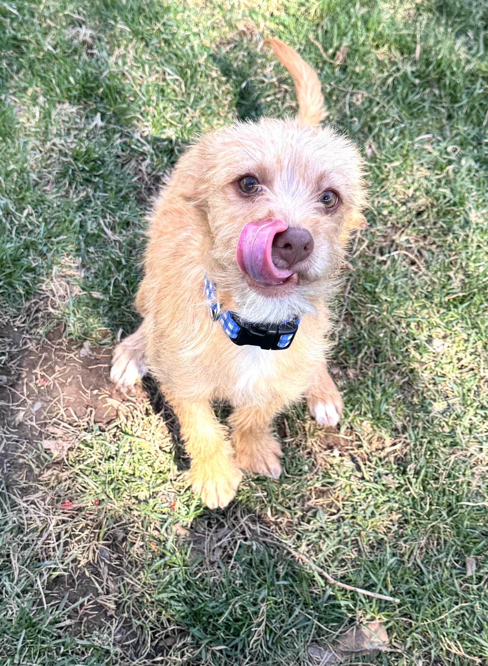 Enlarge Buddy, an adopted mixed breed in Warrenton, VA image 5/6