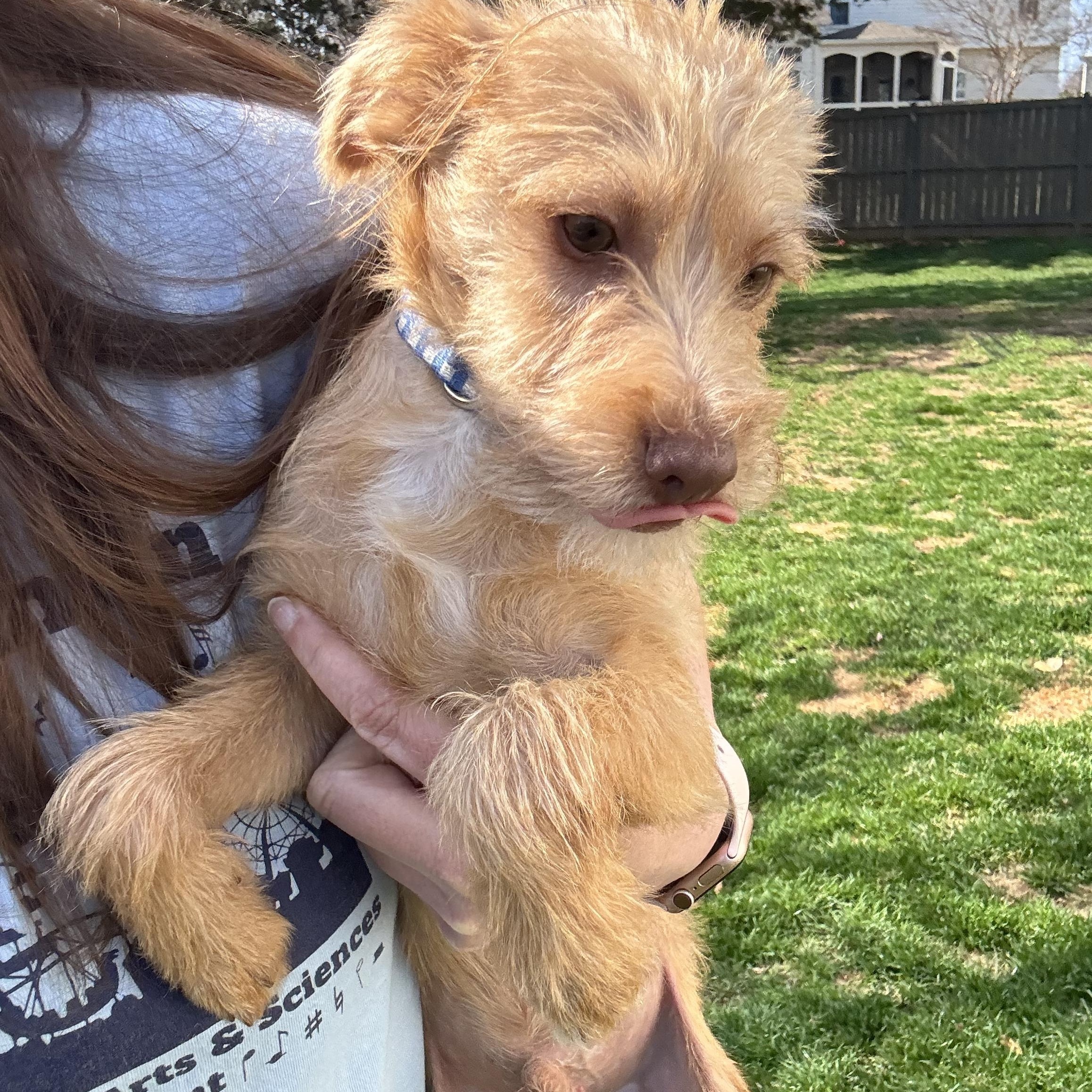 Enlarge Buddy, an adopted mixed breed in Warrenton, VA image 4/6